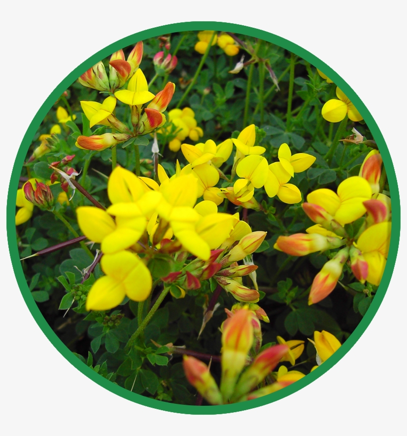 Acid Soils Wildflower Seeds - Wild Flower Seed Acid Soils Mwf 2, transparent png download