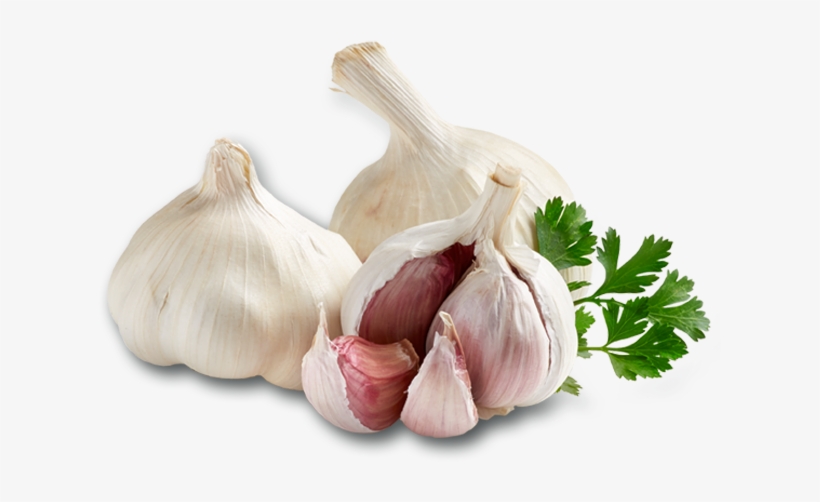 Garlic, transparent png download