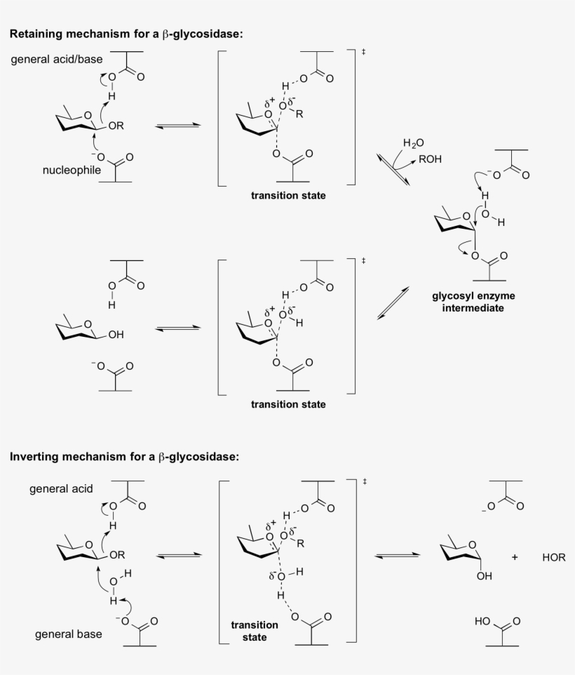 General Acid Base - Acid Base Catalysis, transparent png download