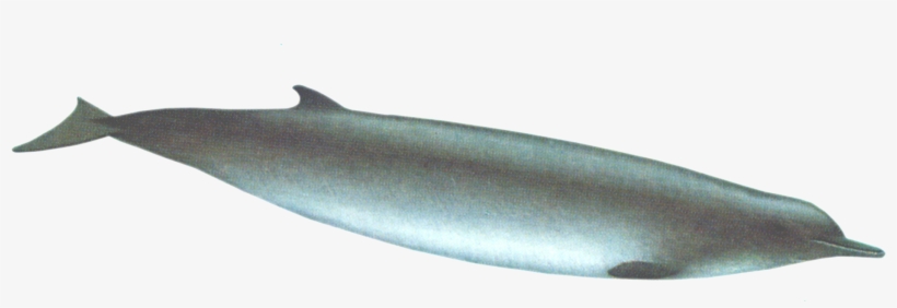 Tasman Beaked Whale - Blue Whale, transparent png download