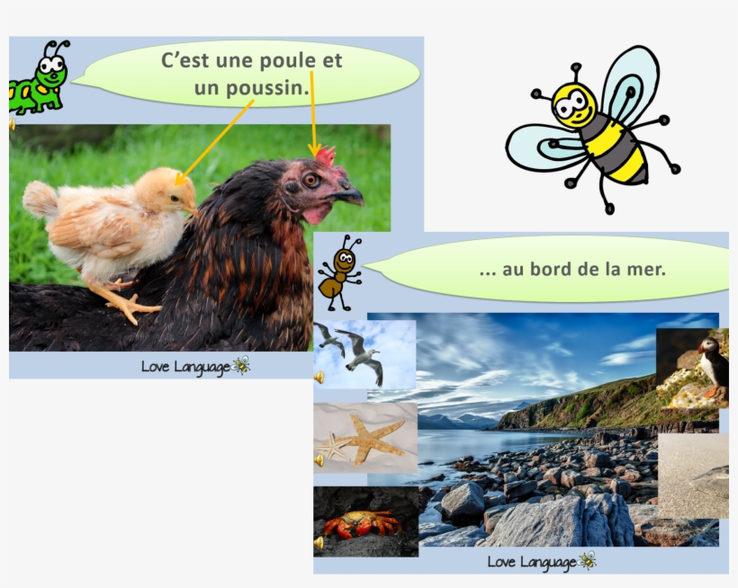 French Living Things - Honeybee, transparent png download