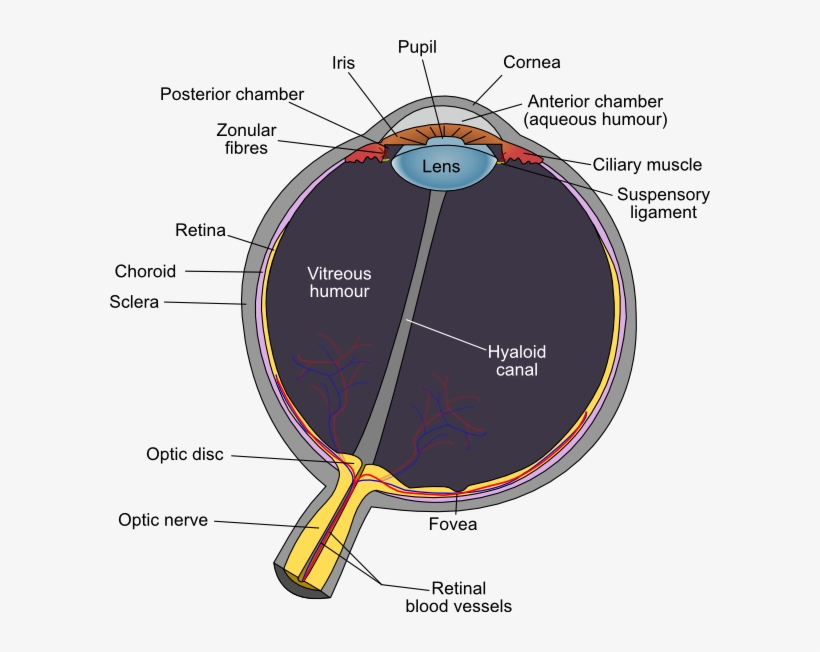 Human Eye Clip Art - Eye Diagram Optic Disc, transparent png download