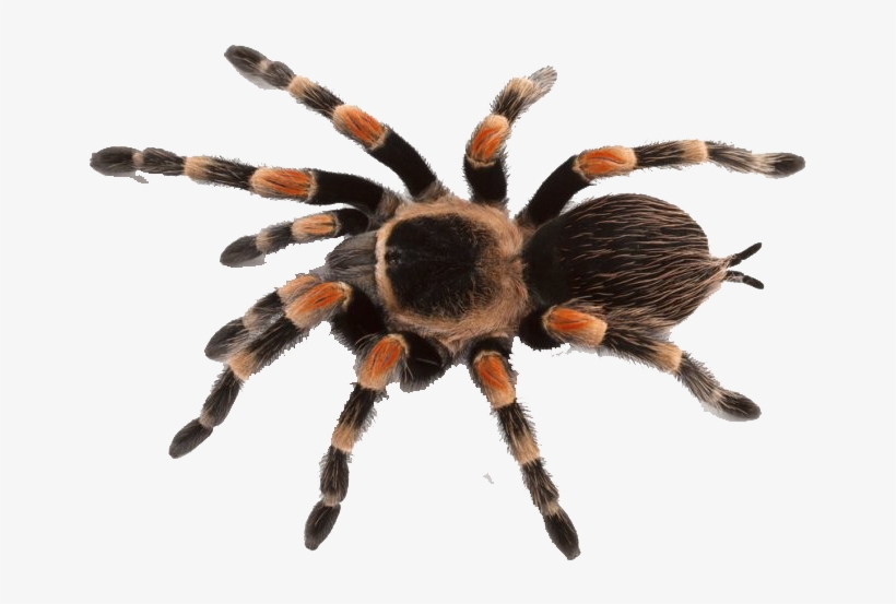 Png Images Of Spider, transparent png download