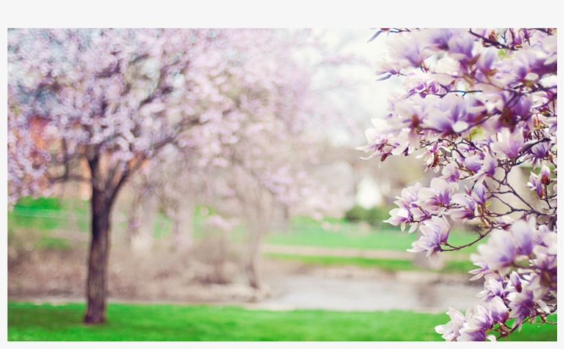 Score 50% - Blossom Trees, transparent png download