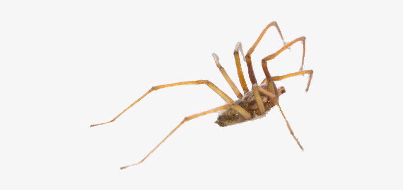 Araneus, transparent png download