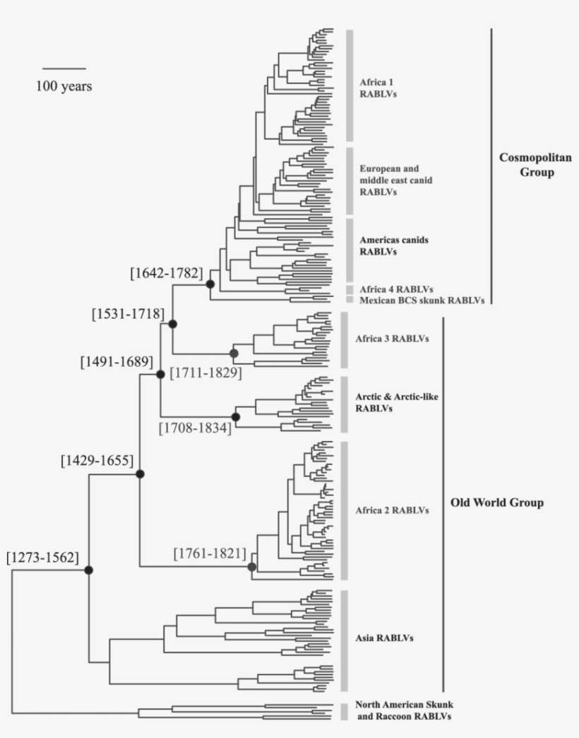 Timeline Of Introduction Of The Cosmopolitan Rablv - Ancient Americas Timeline, transparent png download