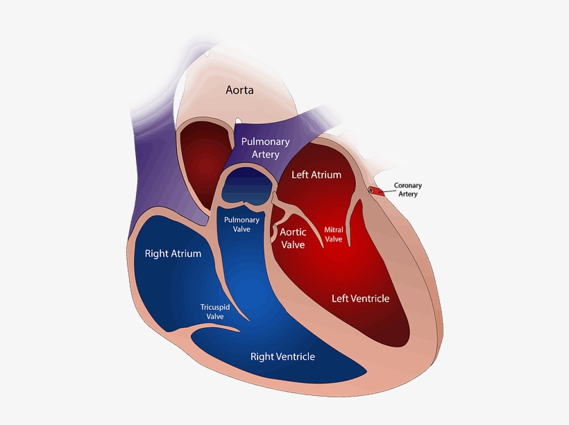 Benefits Of Brown Rice - Prolasso Della Valvola Mitrale, transparent png download