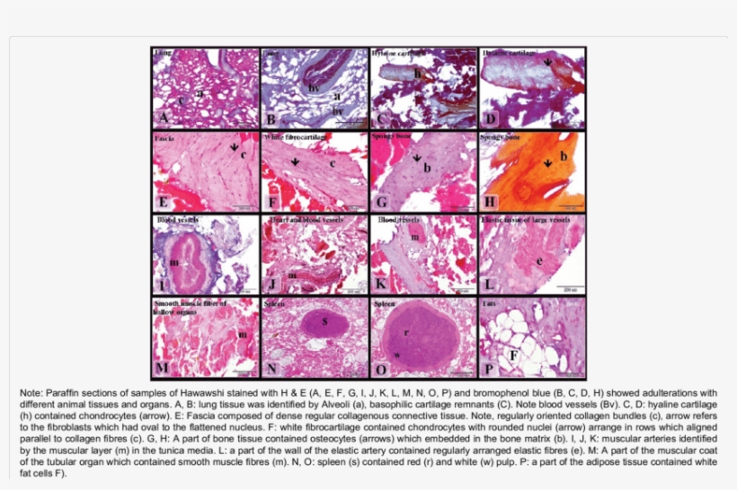 Adulterations Of Hawawshi Samples With Animal Tissues - Animal Tissues Png, transparent png download