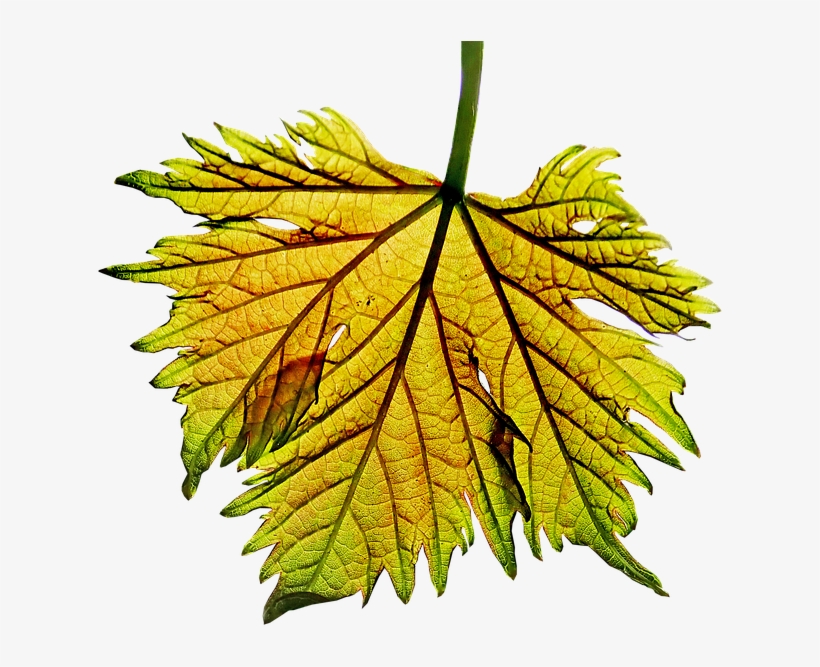 Black Maple, transparent png download