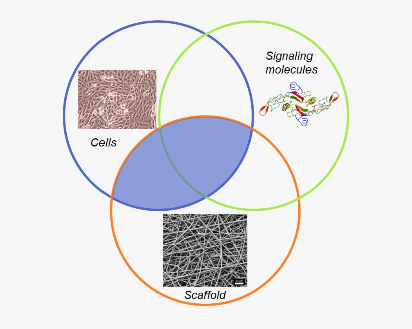 This Report Investigates This Next Generation Of Tissue - Tissue Engineering Products, transparent png download