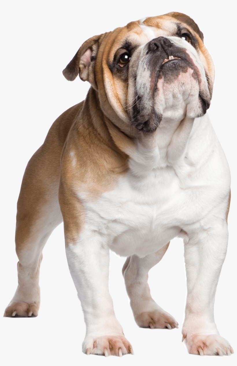 English Bulldogs English Bulldog Transparent Png 5496x3663 Free Download On Nicepng