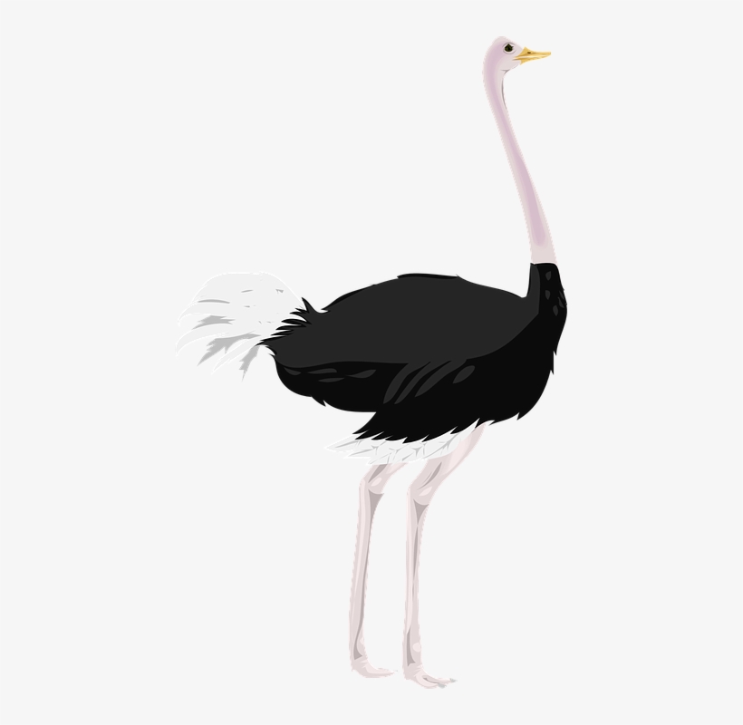 Страус Пнг, transparent png download
