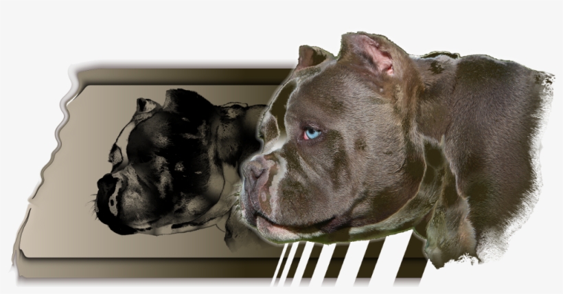 Exotic Bullies Tennessee, transparent png download