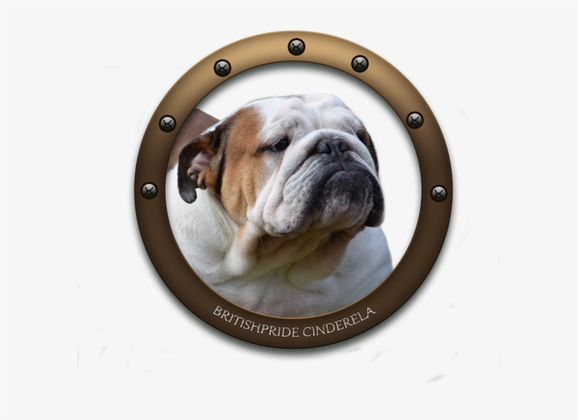 Simplydoor Patty Labelle Britishpride Cinderella Nobozz - Australian Bulldog, transparent png download