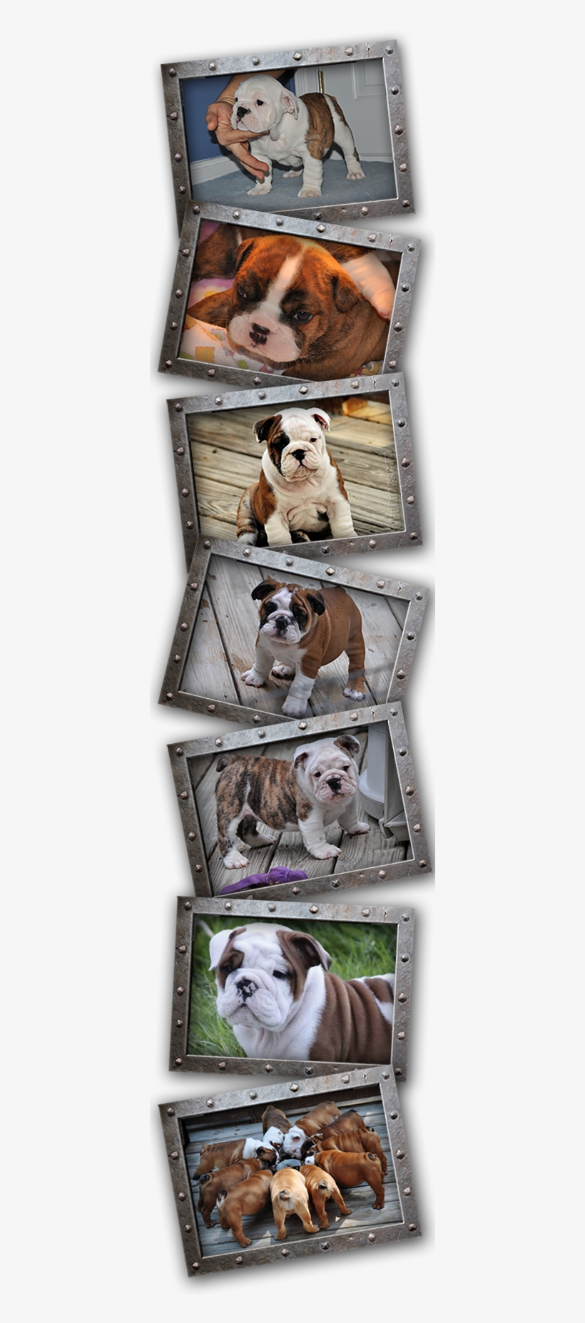 When It Comes To Placing Our Puppies With New Families, - Olde English Bulldogge, transparent png download