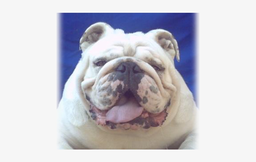 Theo's Bulldog - Olde English Bulldogge, transparent png download