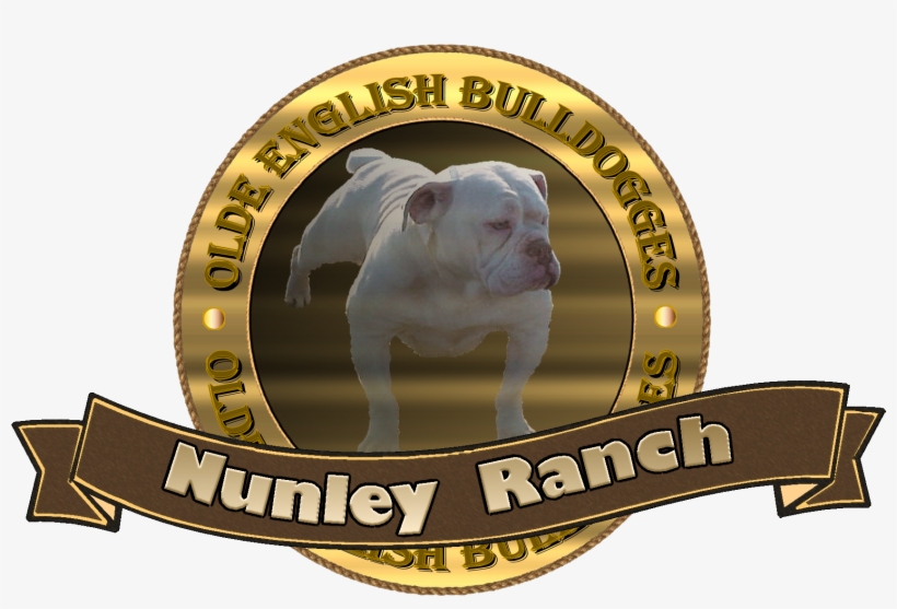 For Any Info On The Show 931 467 - Olde English Bulldogge, transparent png download