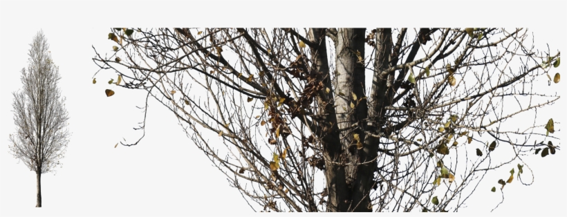 Free Image - Pond Pine, transparent png download