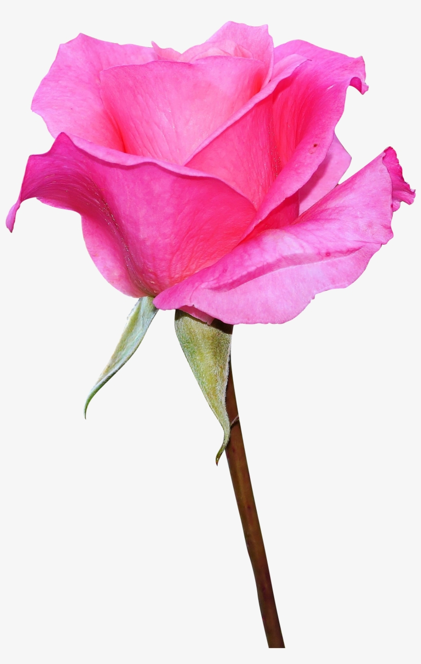Download - Rose Png, transparent png download