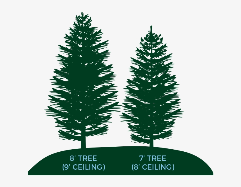 Trees - Christmas Tree, transparent png download