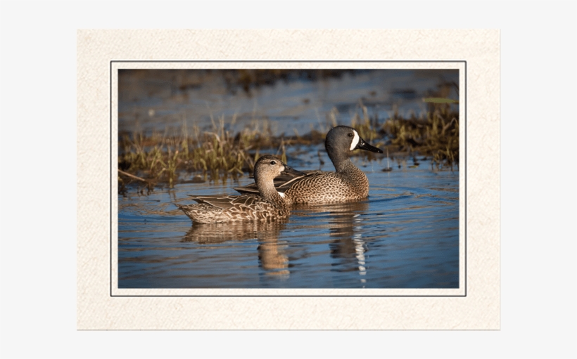 Mr & Mrs Teal - Blue Winged Teal, transparent png download