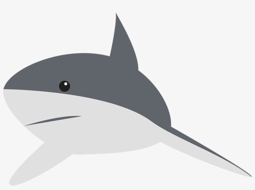 Shark, Perspective, Swimming, Fin, Animal, Gray - Shark Clipart, transparent png download