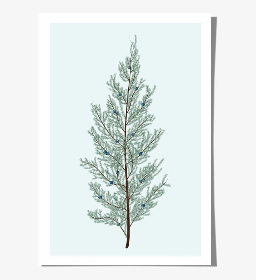 Juniper Art Print Roo Kee Roo - Western Yellow Pine, transparent png download