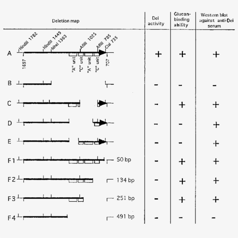 Effects Of Deletion In The Dei Gene - Number, transparent png download