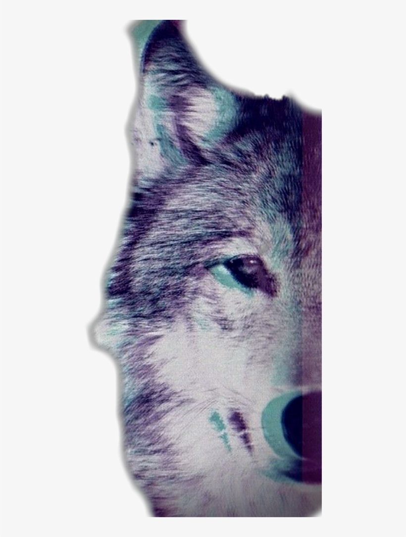 Largest Collection Of Free To Edit Wolf Teeth Teen, transparent png download