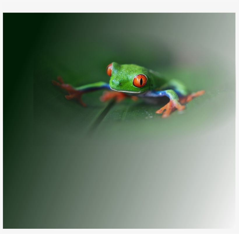Frog Desktop, transparent png download