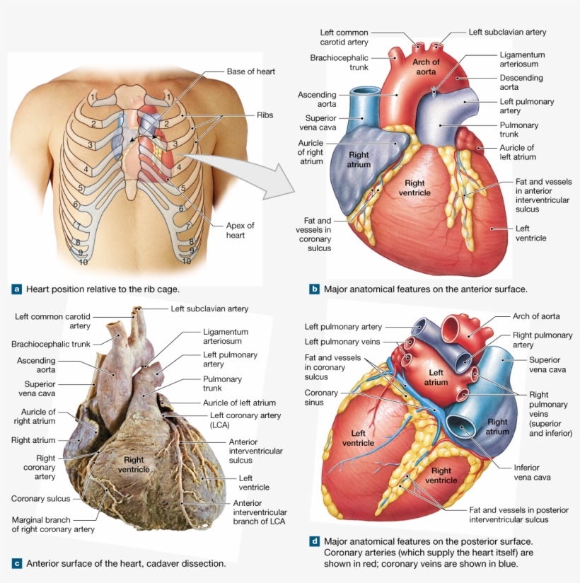The Heart Is A Four-chambered Organ That Pumps Blood - Heart, transparent png download
