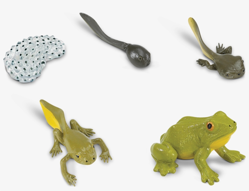 Life Cycle Of A Frog - Life Cycle Of A Frog Toy, transparent png download