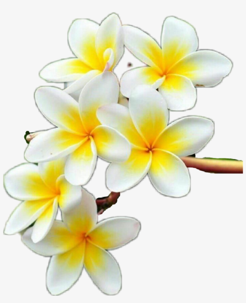 Yellow Frangipani, transparent png download