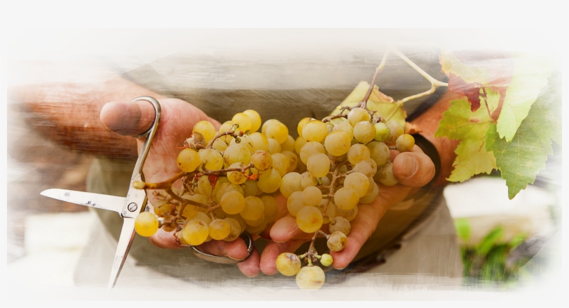 White Wine Fermentation Is Done With Crushed Grapes - Seedless Fruit, transparent png download