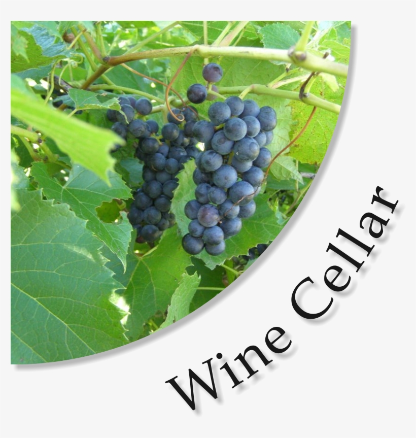 The History Of Wine At Assumption Abbey - Seedless Fruit, transparent png download