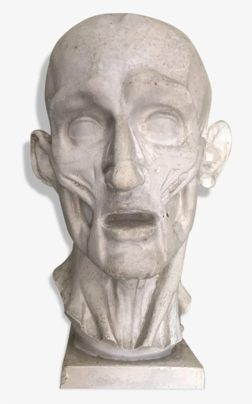 Head In Plaster From Houdon - Carving, transparent png download