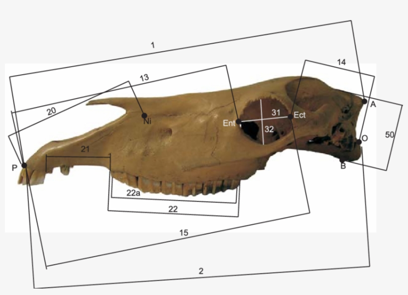 Osteometric Mandible Measurements Of Early Medieval - Diagram, transparent png download