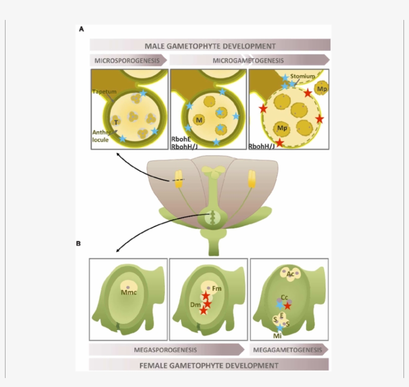 Location Of O @bullet− 2 During The Development Of - Plant Nadph Creation, transparent png download