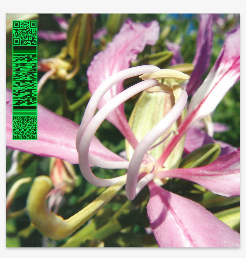 12” That Features The Arpeggiated Euphoria Of 'one - Avalon Emerson, transparent png download