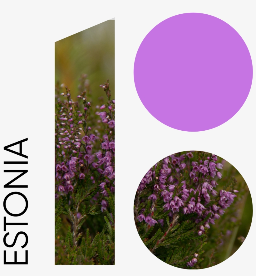 Download - African Daisy, transparent png download