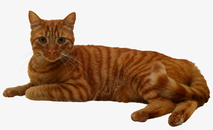 Cat, transparent png download