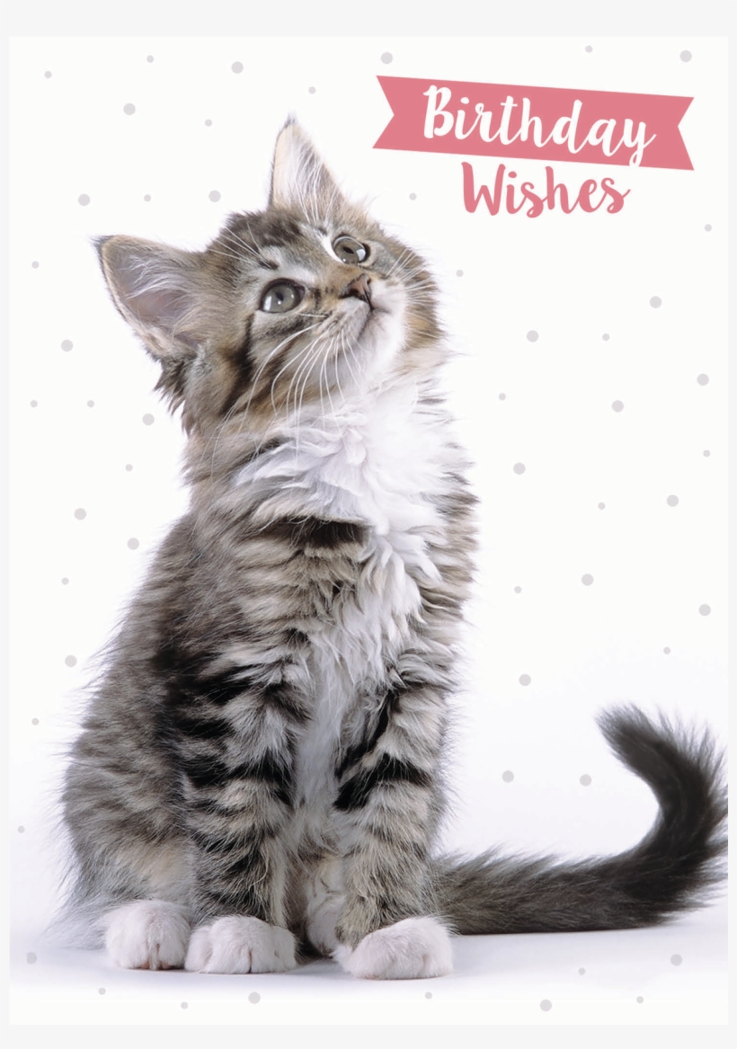 Domestic Long-haired Cat, transparent png download