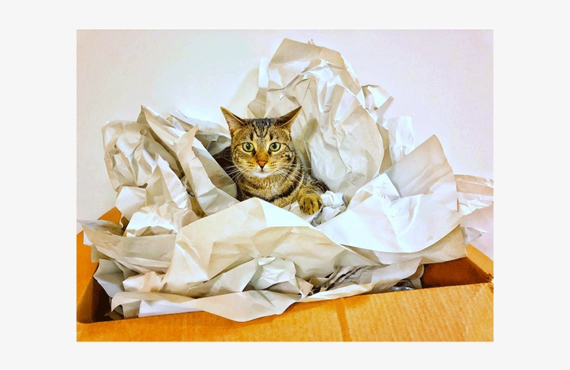 N Changecatalysts We Moved This Weekend Timber The - Tabby Cat, transparent png download