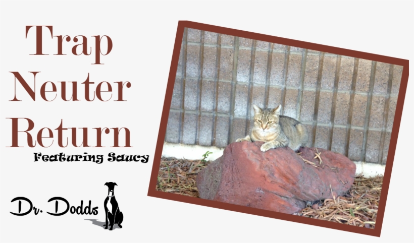 Trap Neuter Return Programs Of Feral Cats - Queen Mum, transparent png download