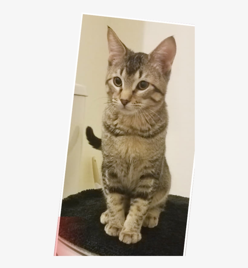 Arturo Adopted - Domestic Short-haired Cat, transparent png download