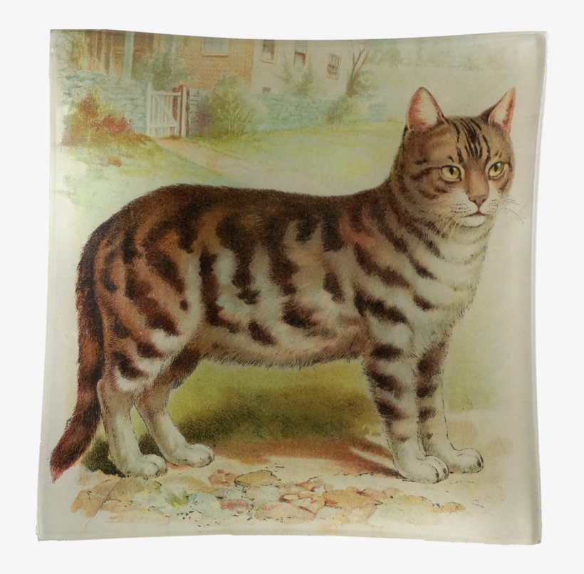 Vintage Cat Drawing, transparent png download