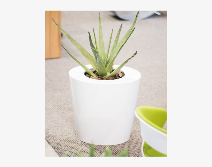 Bertin - Flowerpot, transparent png download