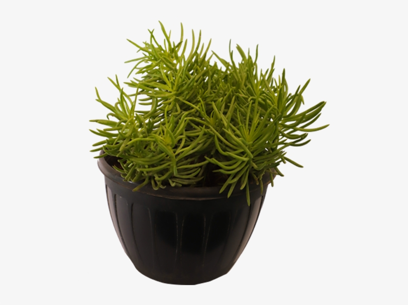 Sedum Angelina Green - Flowerpot, transparent png download