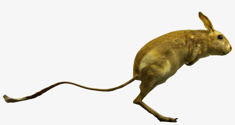 File - Allactaga-detail - Allactaga, transparent png download