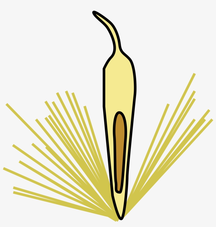 File Morphology Type Achene From Of Open, transparent png download